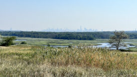 view of nyc skyline from a wild park space